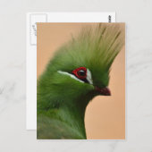 Groene Guinese Turaco-vogel Briefkaart (Voorkant / Achterkant)