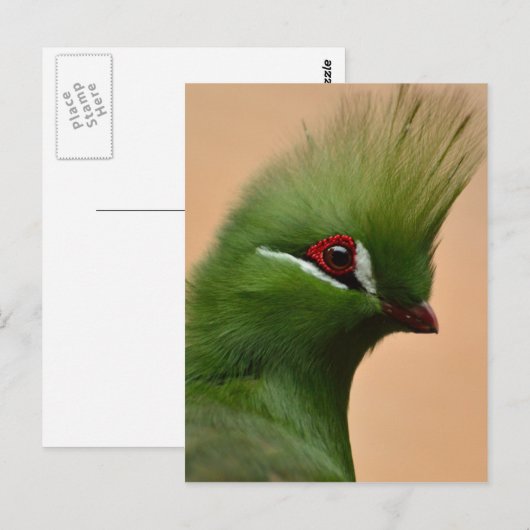 Groene Guinese Turaco-vogel Briefkaart (Voorkant / Achterkant)