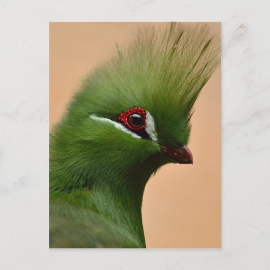 Groene Guinese Turaco-vogel Briefkaart (Voorkant)