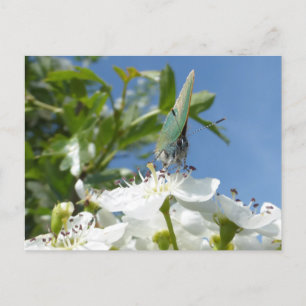 Groene haarstreep Vlinder DIY Briefkaart