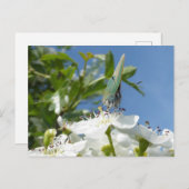 Groene haarstreep Vlinder DIY Briefkaart (Voorkant / Achterkant)