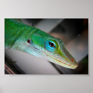 Groene Hagedis Anole Poster