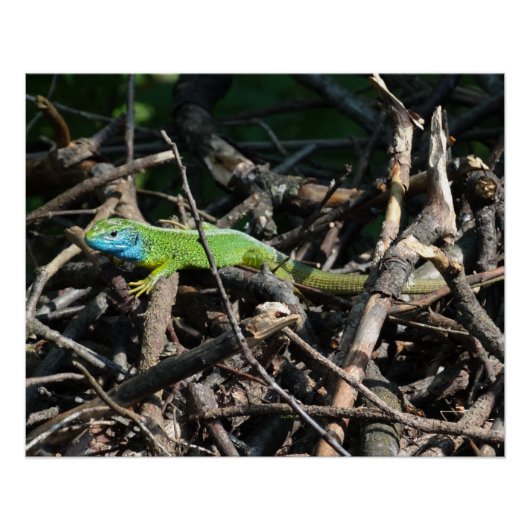 Groene Hagedis Foto Prints Perfect Poster (Voorkant)