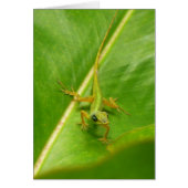 Groene hagedis op groen blad (Voorkant)