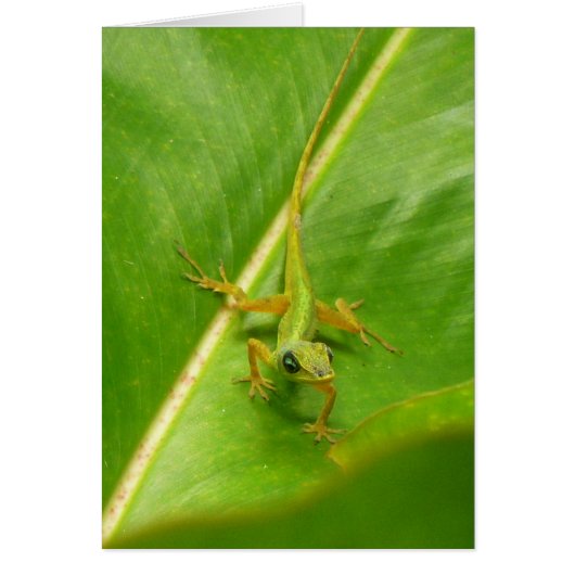 Groene hagedis op groen blad (Voorkant)