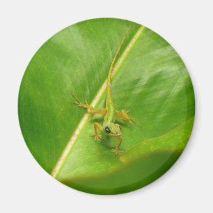 Groene hagedis op groen blad magneet