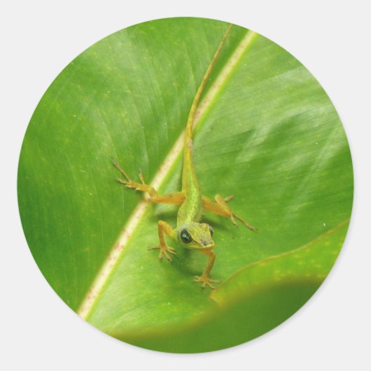 Groene hagedis op groen blad ronde sticker (Voorkant)