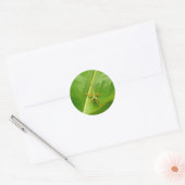 Groene hagedis op groen blad ronde sticker (Envelop)
