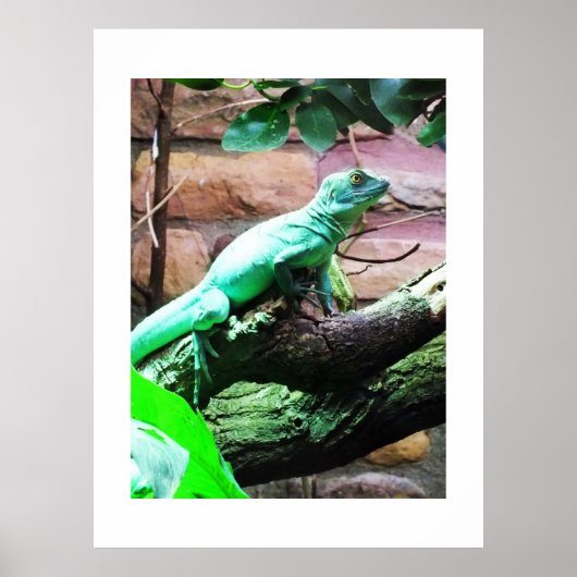 Groene hagedis poster (Voorkant)