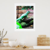 Groene hagedis poster (Keuken)