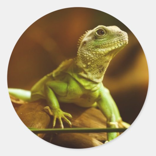 Groene Hagedis Sticker (Voorkant)