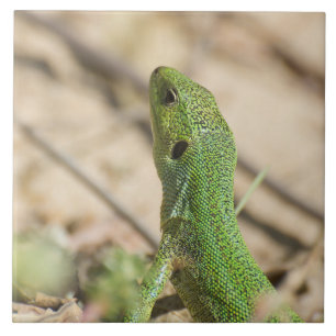 Groene hagedis tegeltje