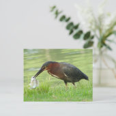 Groene haron met visBriefkaart Briefkaart (Staand voorkant)