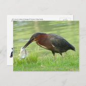 Groene haron met visBriefkaart Briefkaart (Voorkant / Achterkant)