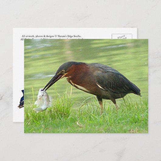 Groene haron met visBriefkaart Briefkaart (Voorkant / Achterkant)