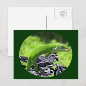 Groene Hawaiiaanse gekko ruiter Briefkaart (Voorkant / Achterkant)