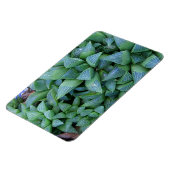 Groene Haworthia Planten magneet (Linkerzijde)