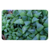Groene Haworthia Planten magneet (Horizontaal)