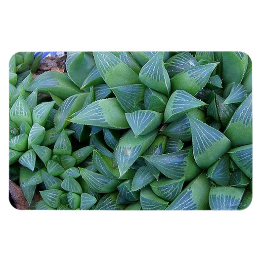 Groene Haworthia Planten magneet (Horizontaal)