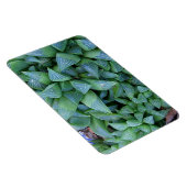 Groene Haworthia Planten magneet (Rechterzijde)