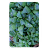 Groene Haworthia Planten magneet (Verticaal)