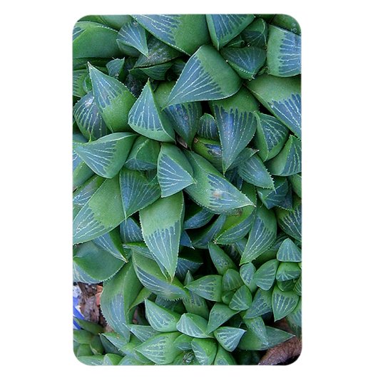 Groene Haworthia Planten magneet (Verticaal)
