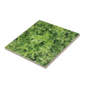 Groene Hedge Shrub Type Plant Foto Tegel Tegeltje (Zijkant)