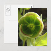 groene helleborebloem briefkaart (Voorkant / Achterkant)