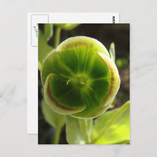 groene helleborebloem briefkaart (Voorkant / Achterkant)