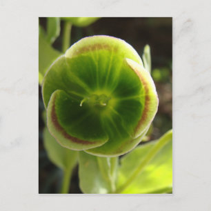 groene helleborebloem briefkaart