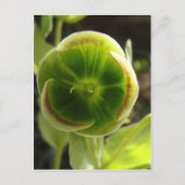 groene helleborebloem briefkaart (Voorkant)