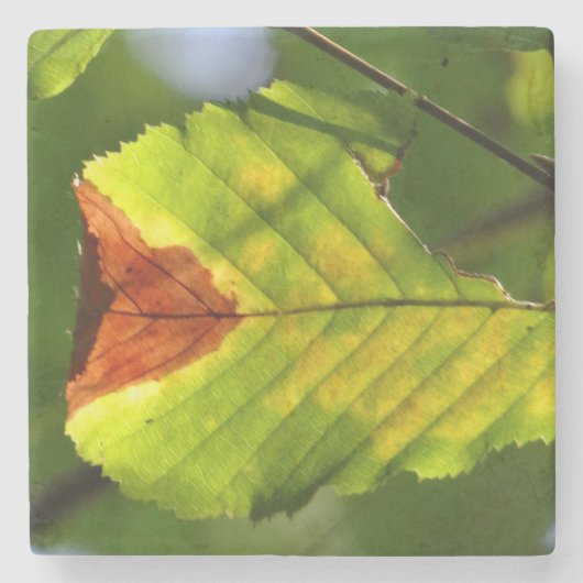 Groene herfstblad stenen onderzetter (Voorkant)