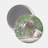 Groene Heron heeft een vismagnet Magneet (Voorkant / Achterkant)