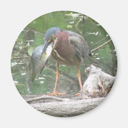 Groene Heron heeft een vismagnet Magneet (Voorkant)