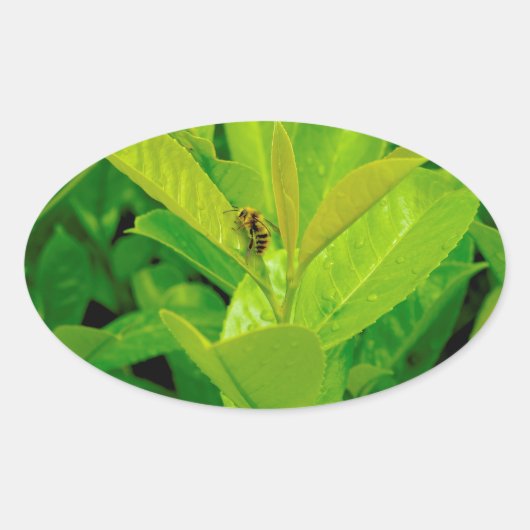 Groene het Houden van Bij Ovale Sticker (Voorkant)