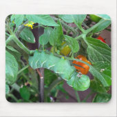 Groene hornworm op een tomaat Plant Muismat (Voorkant)