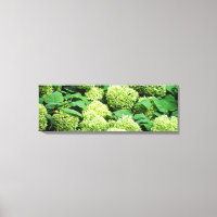 Groene hortensia