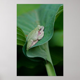 Groene Hosta-blad en Kikker Poster