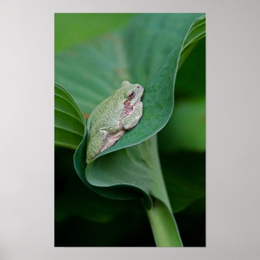 Groene Hosta-blad en Kikker Poster (Voorkant)