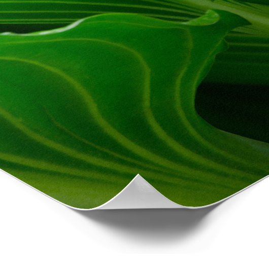 Groene Hosta-blad Poster (Hoek)