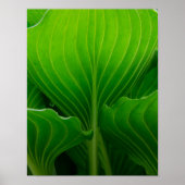 Groene Hosta-blad Poster (Voorkant)