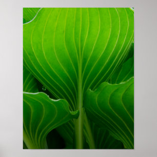 Groene Hosta-blad Poster