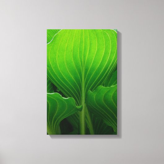 Groene Hosta Bladeren Canvas Afdruk (Voorkant)