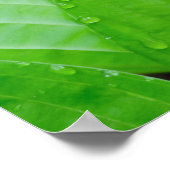 Groene Hosta-bladeren en waterdruppels Poster (Hoek)