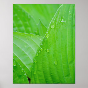 Groene Hosta-bladeren en waterdruppels Poster