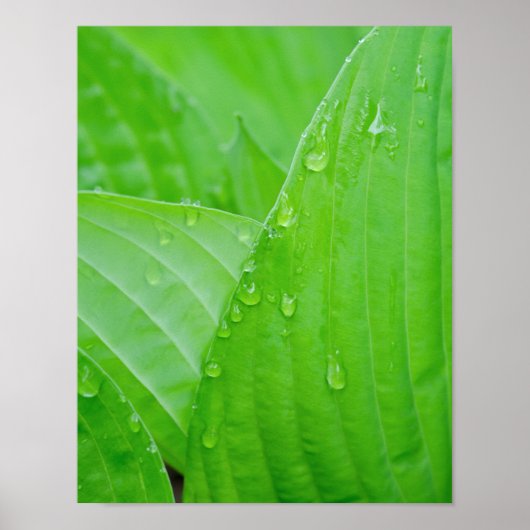Groene Hosta-bladeren en waterdruppels Poster (Voorkant)