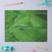 Groene Hosta Bladeren Met Regendruppels Weefselpap Tissuepapier (Craft)