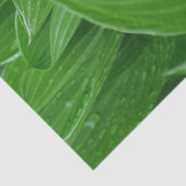 Groene Hosta Bladeren Met Regendruppels Weefselpap Tissuepapier (Detail)