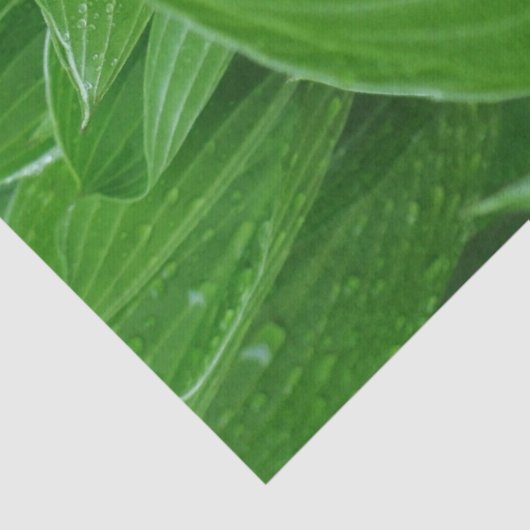 Groene Hosta Bladeren Met Regendruppels Weefselpap Tissuepapier (Detail)