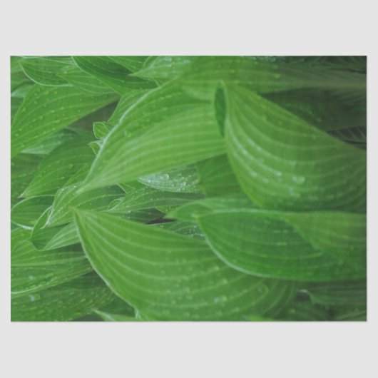 Groene Hosta Bladeren Met Regendruppels Weefselpap Tissuepapier (Voorkant)